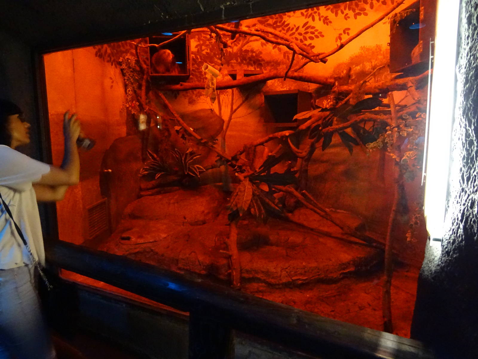 Two-Toed Sloth Exhibit at Busch Gardens Tampa