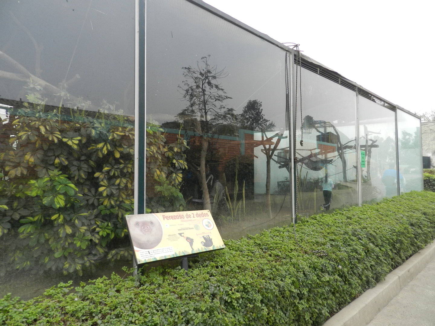 Two-toed sloth exhibit - Parque Zoológico Huachipa