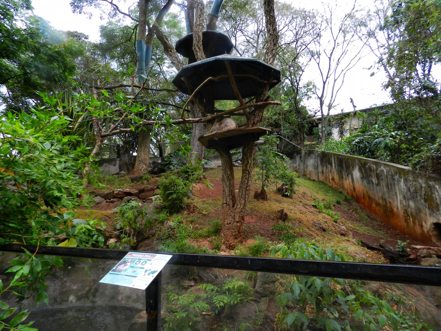 Two-toed sloth exhibit - Zooparque Itatiba