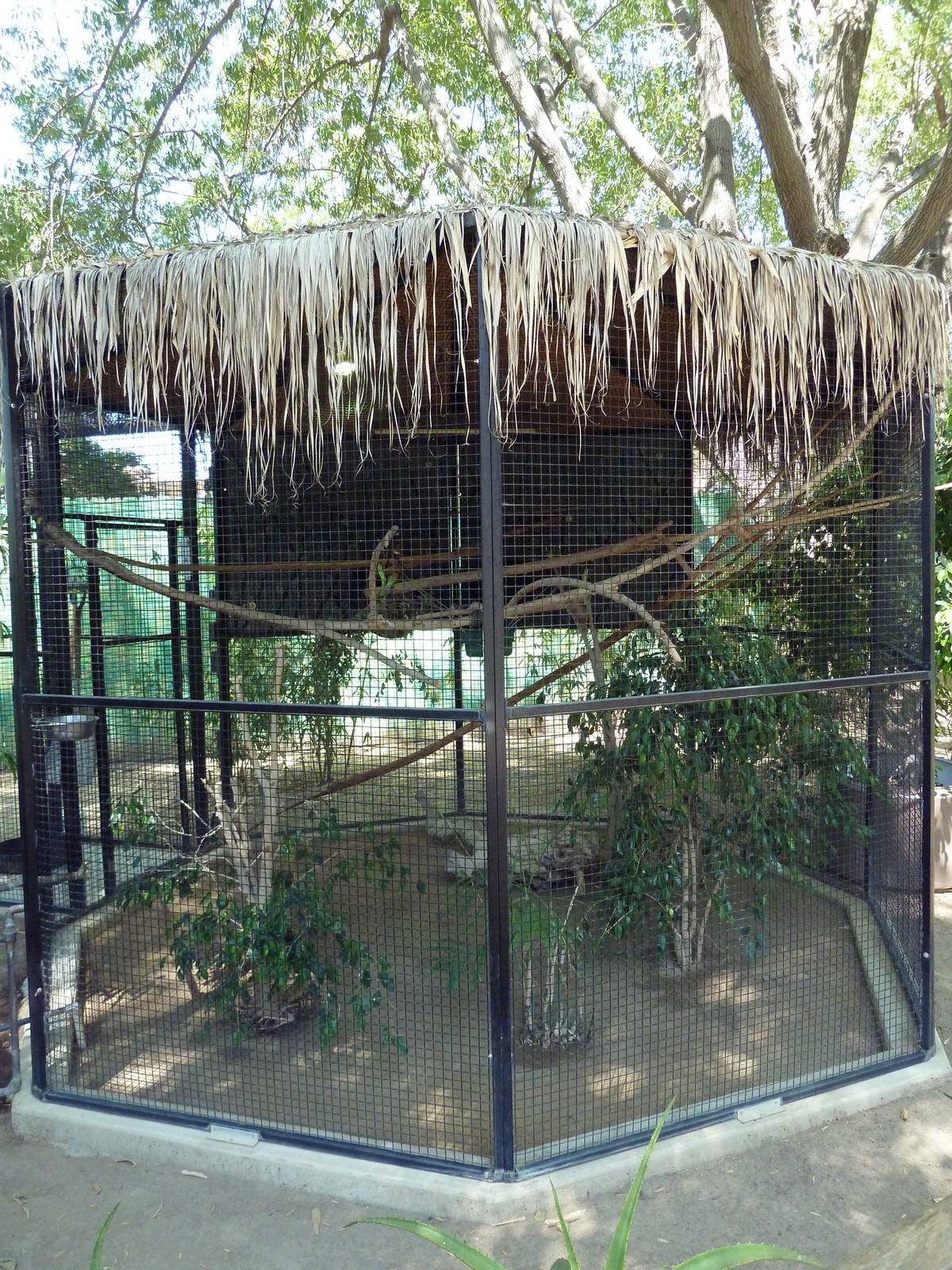 Two-Toed Sloth Exhibit