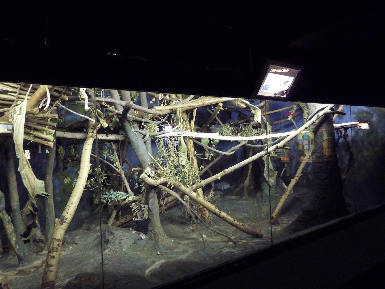 Two-Toed Sloth Exhibit