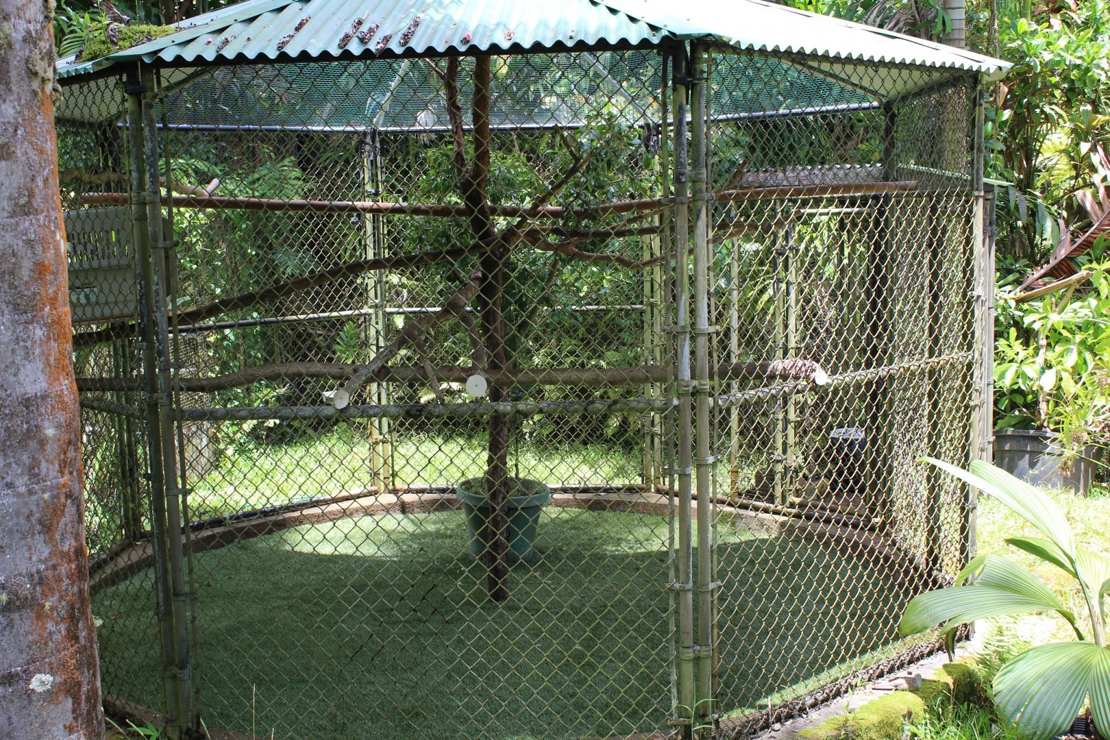 Two-Toed Sloth Exhibit