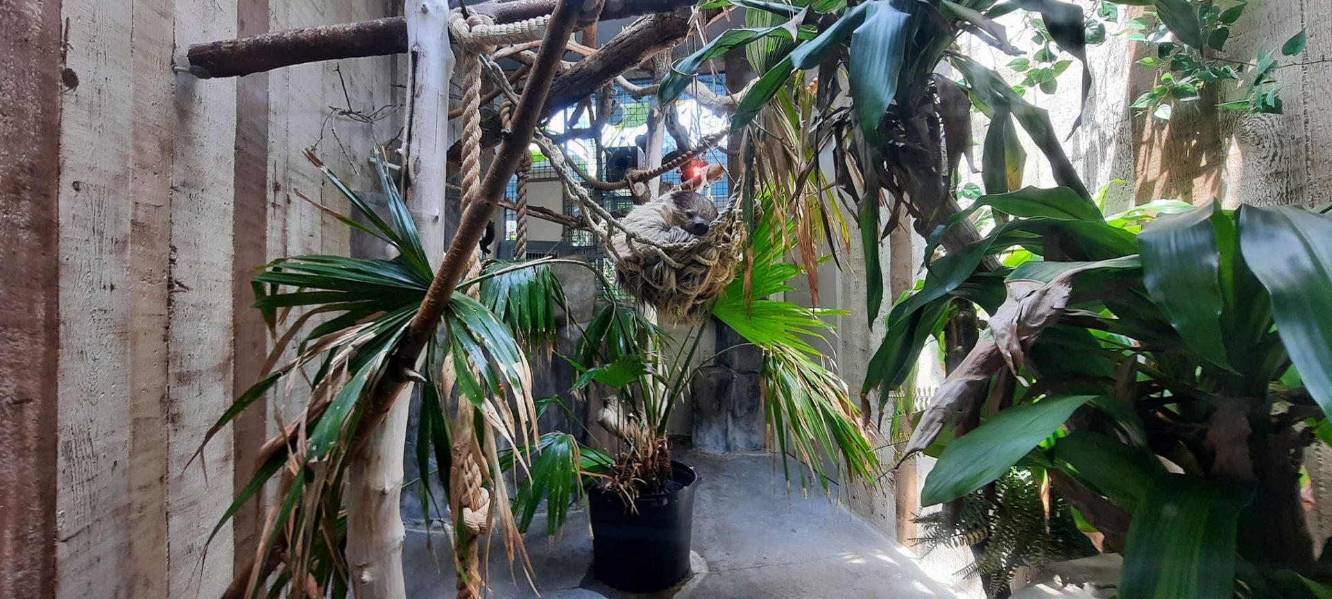 Two-Toed Sloth Exhibit