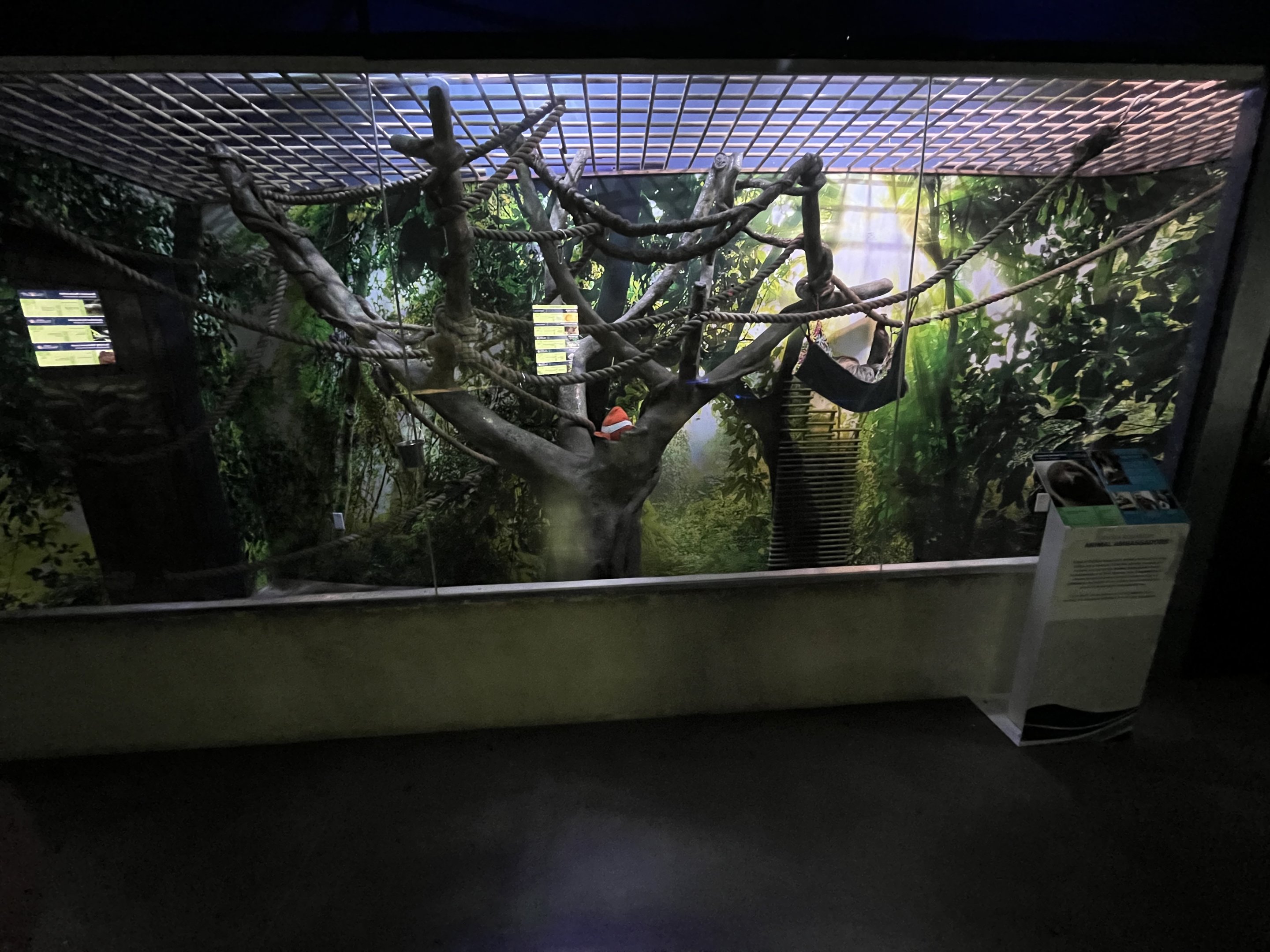 Two-toed Sloth Exhibit