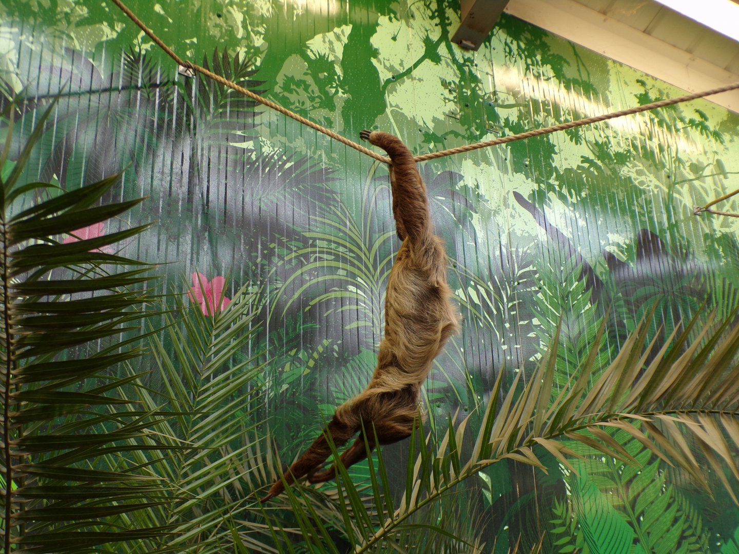 Two toed sloth feeding on plant pot 14.8.23