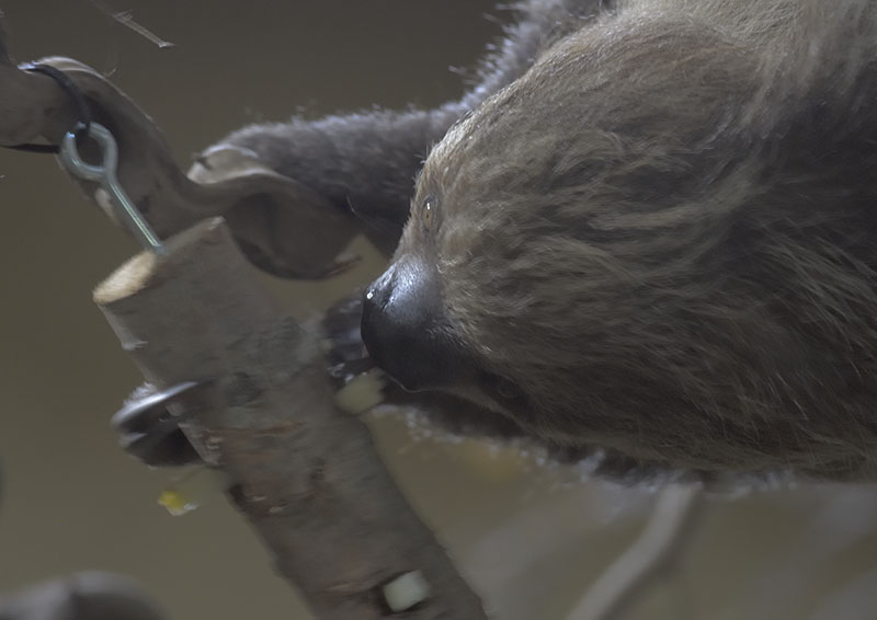 Two-toed sloth feeding