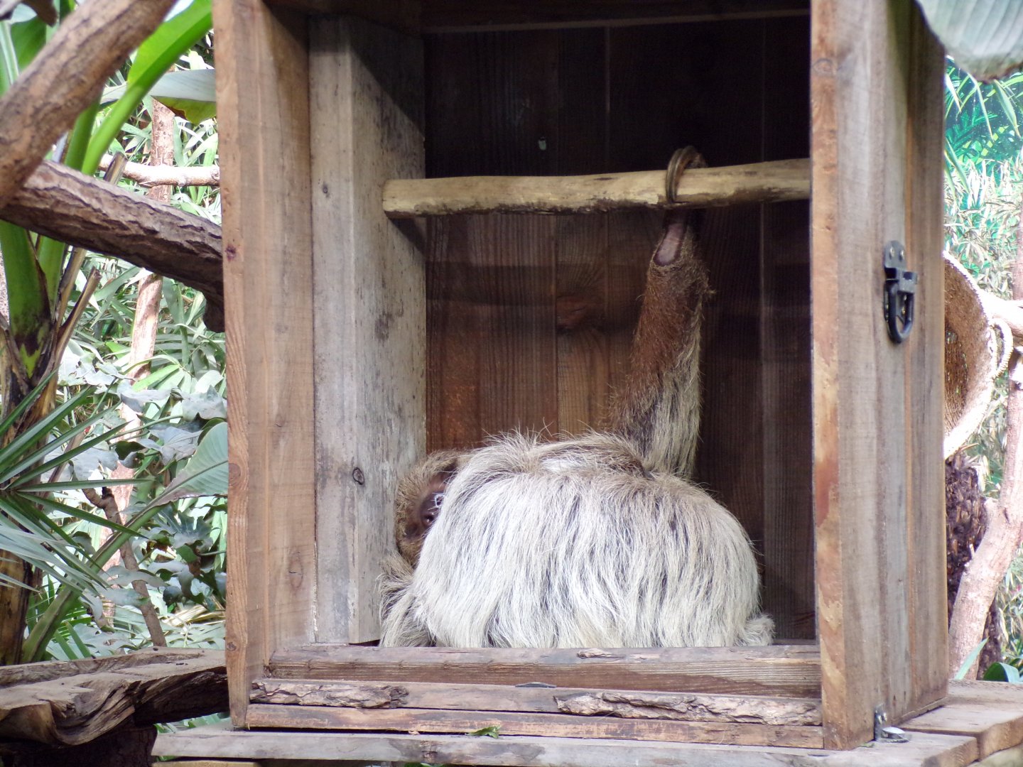Two toed sloth “Feira” resting 9.9.23