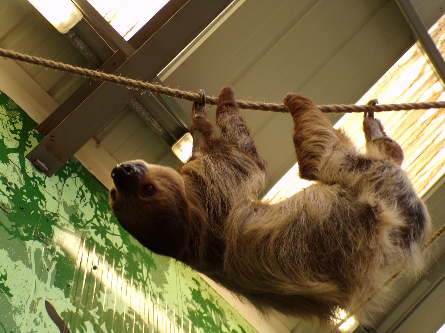 Two toed sloth hanging above me 14.8.23