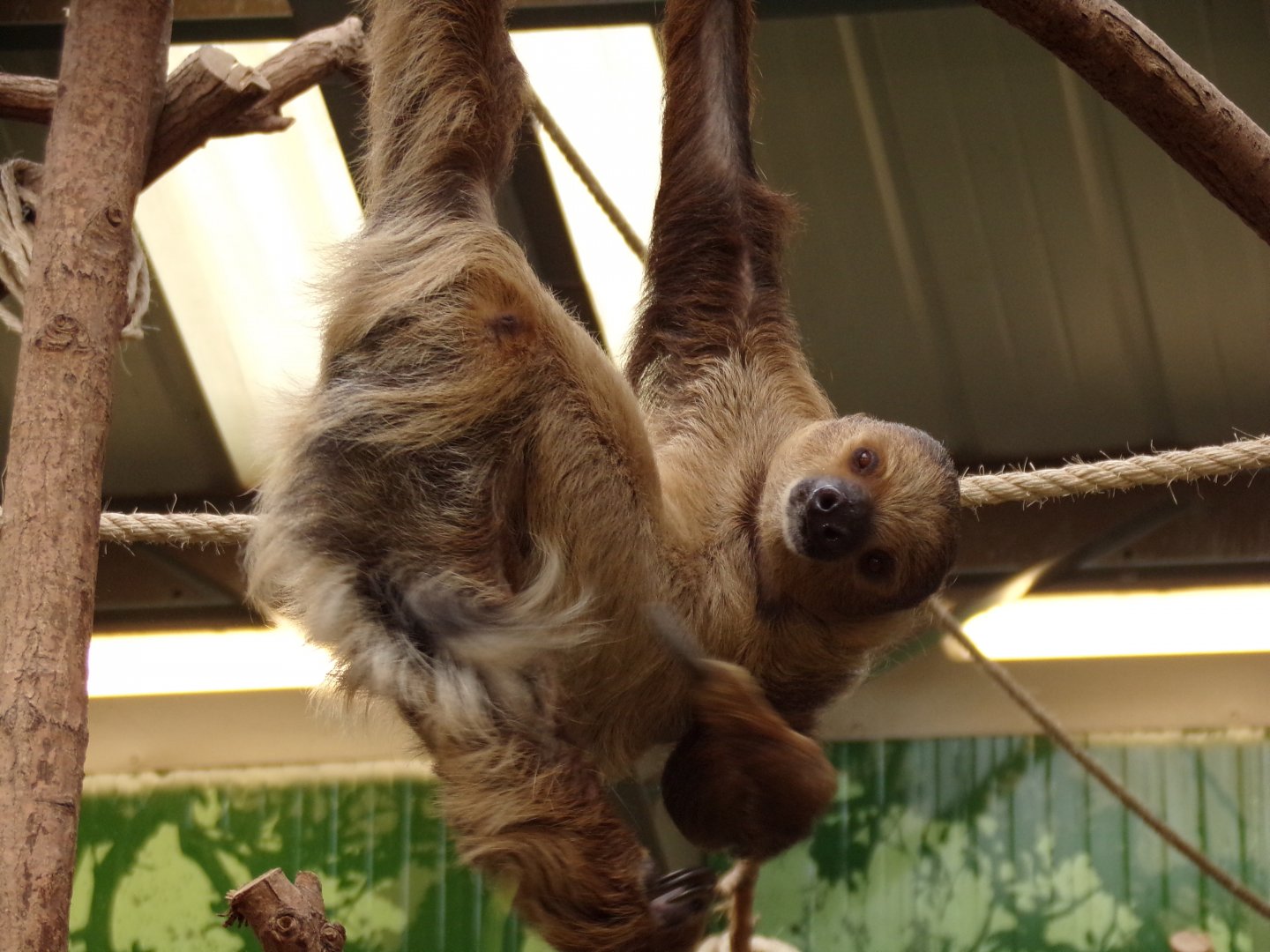 Two-toed sloth having a scratch 14.8.23