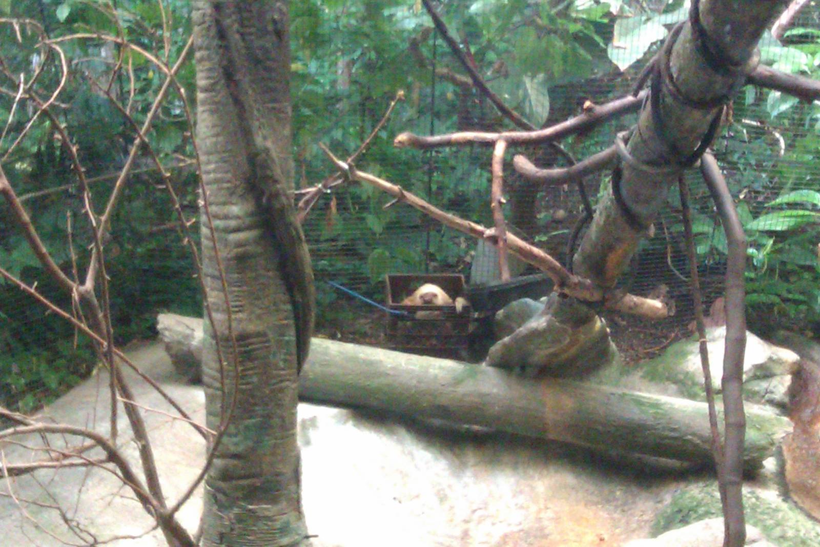 Two-Toed Sloth in basket