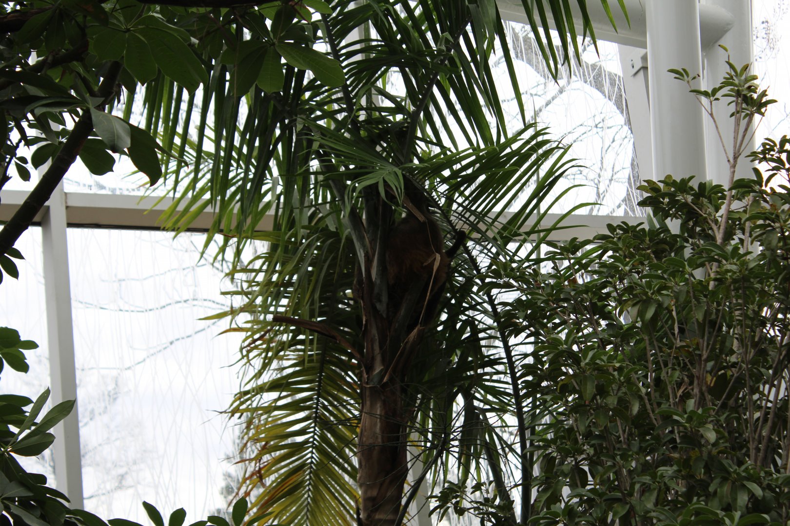 Two-Toed Sloth in Free-Flight Aviary