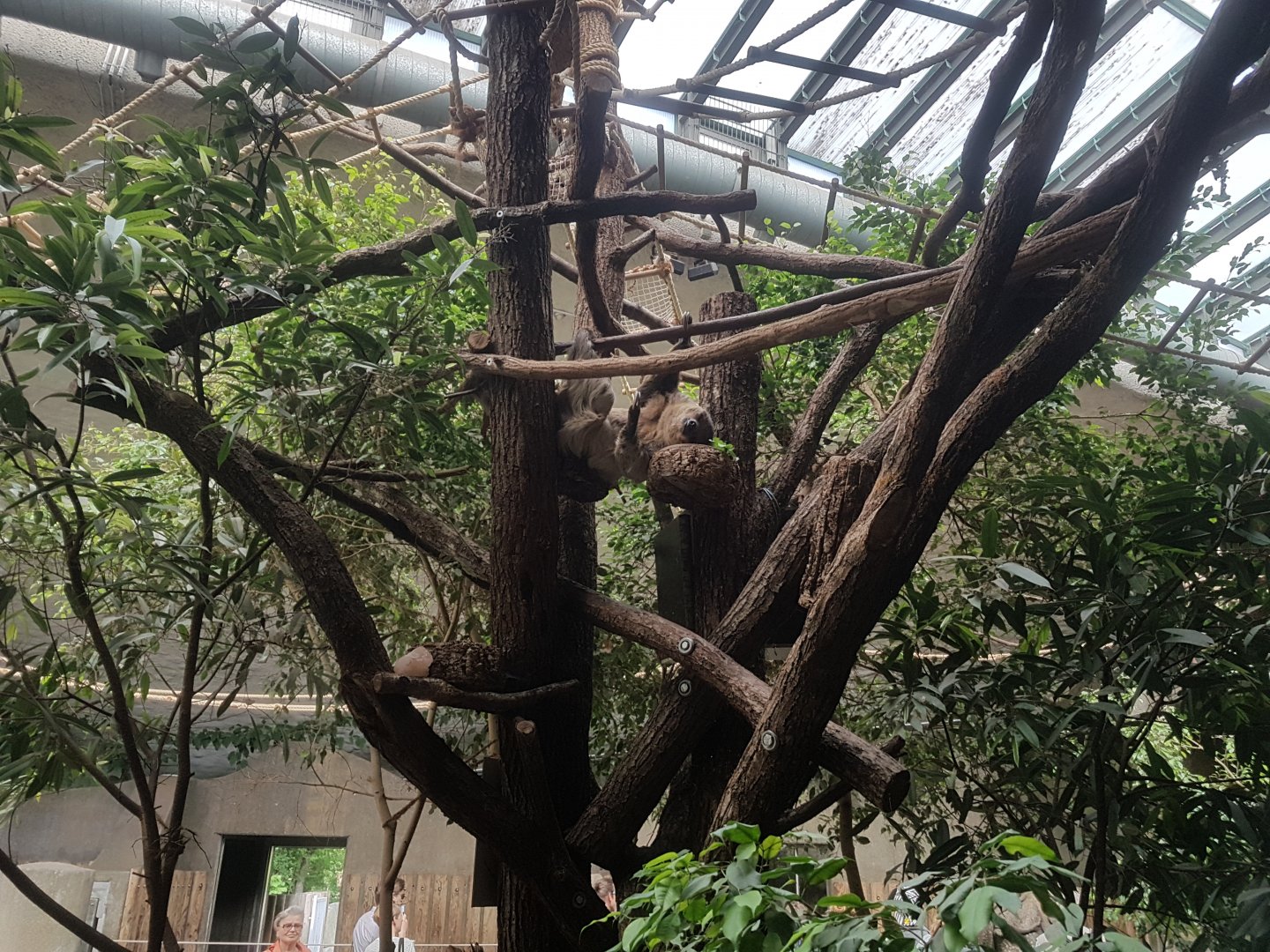 Two-toed Sloth in Rhino House