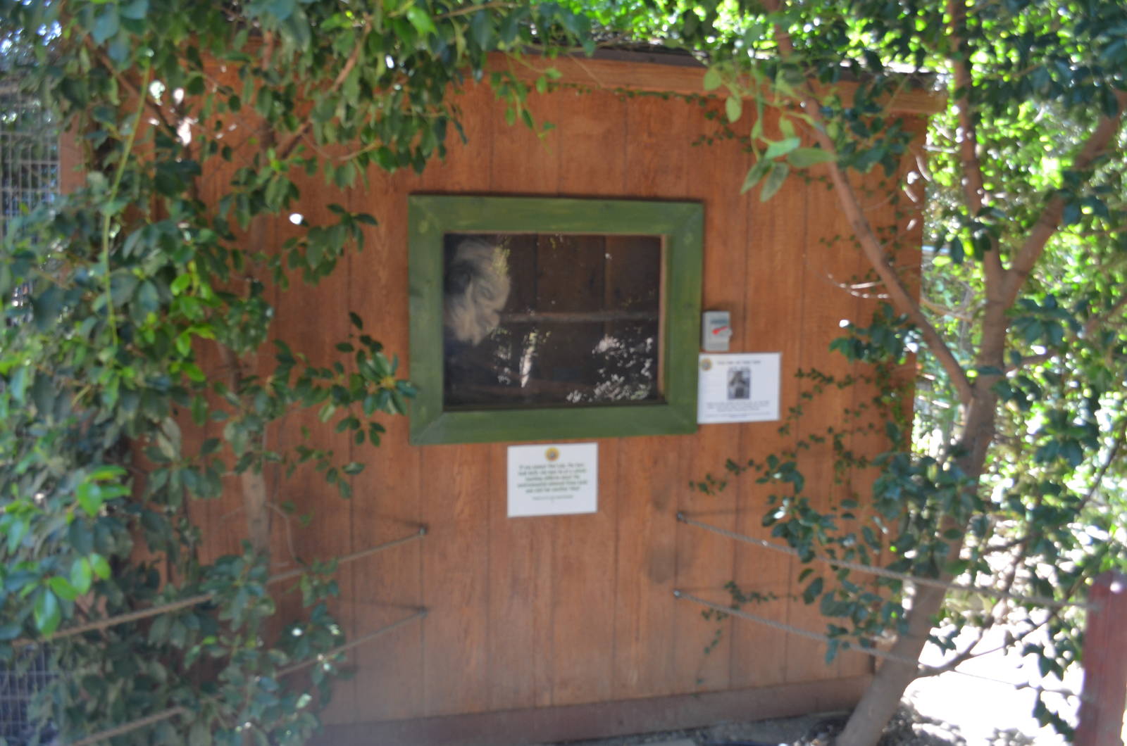 Two-toed Sloth Indoor Viewing Area