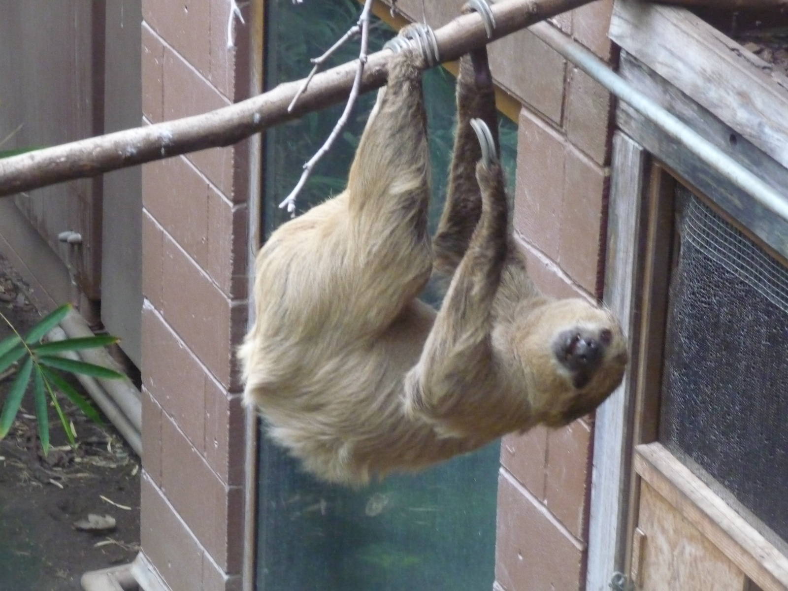 Two toed Sloth London Zoo