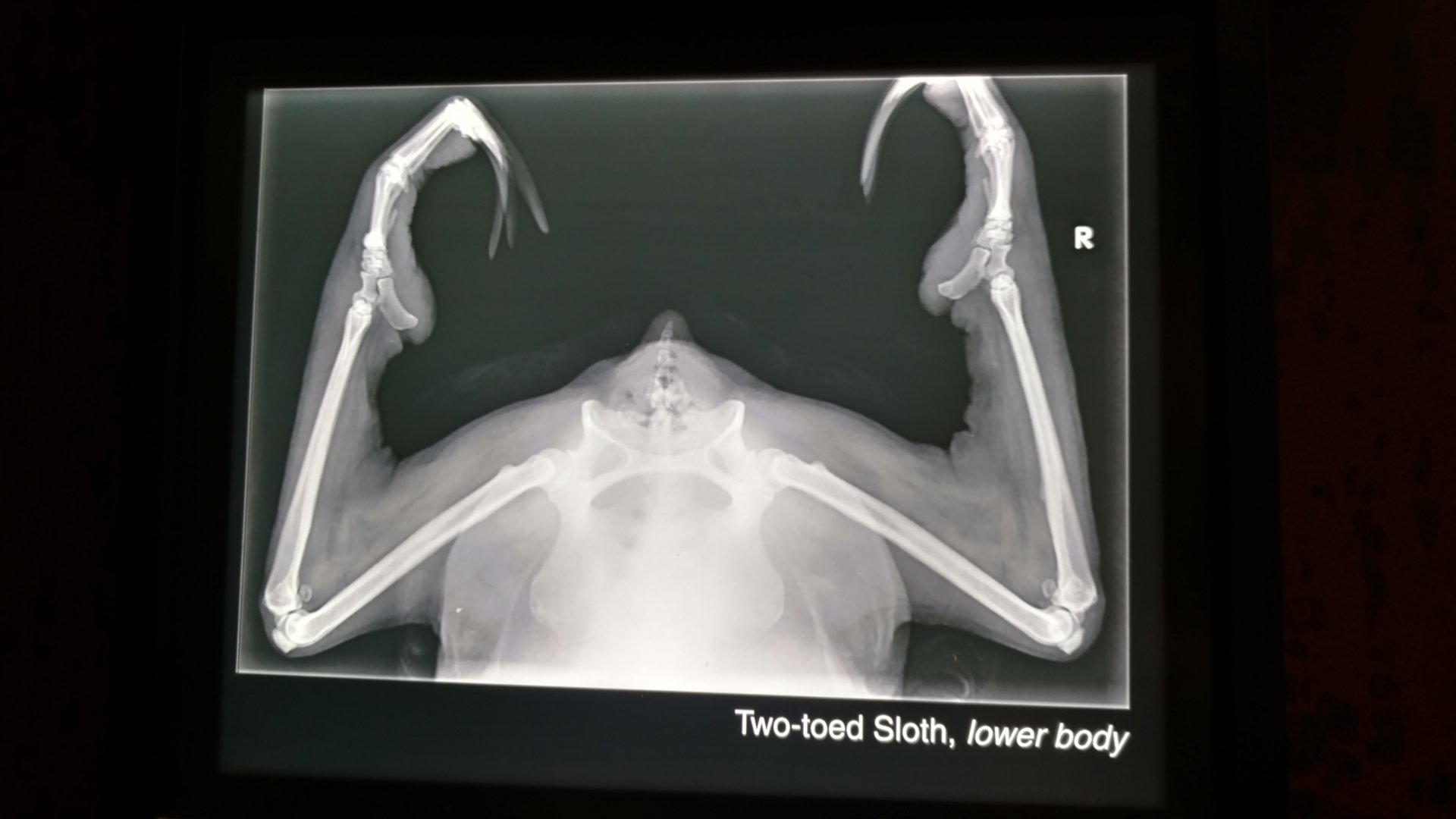 Two-Toed Sloth, Lower Half