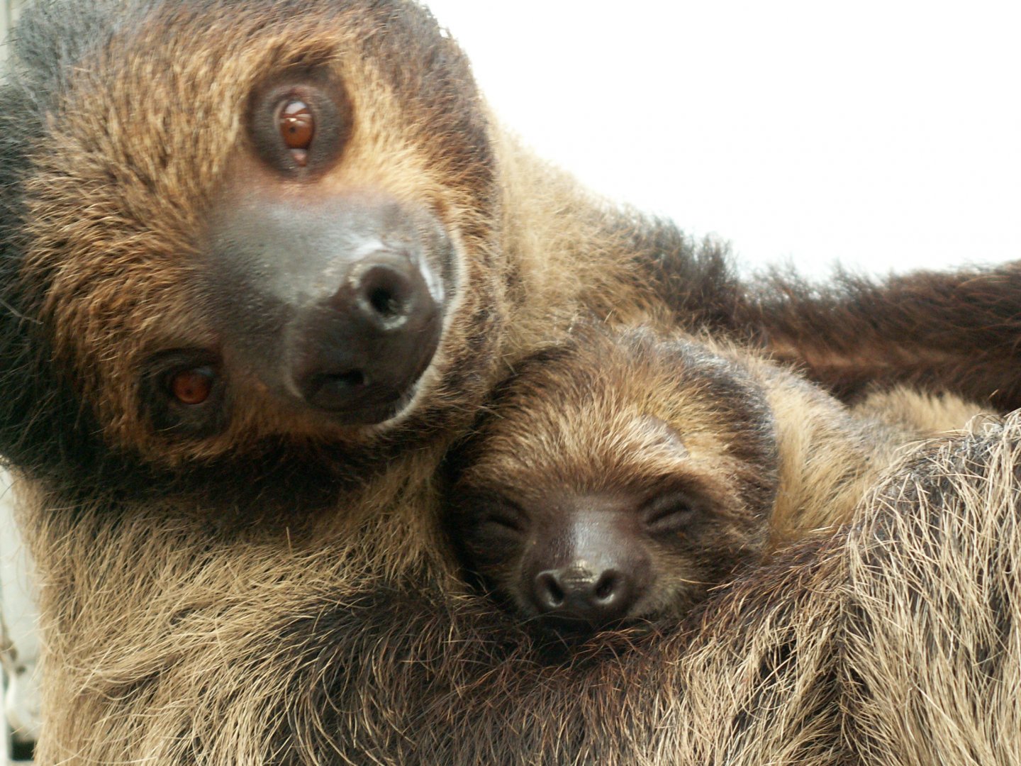 Two-toed sloth - March 2014