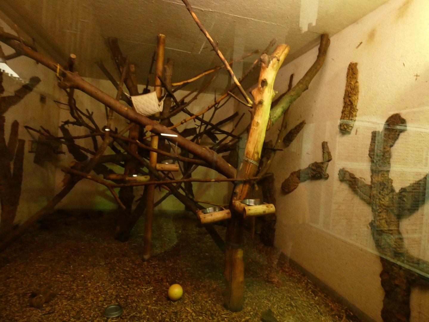 Two-toed Sloth mixed enclosure