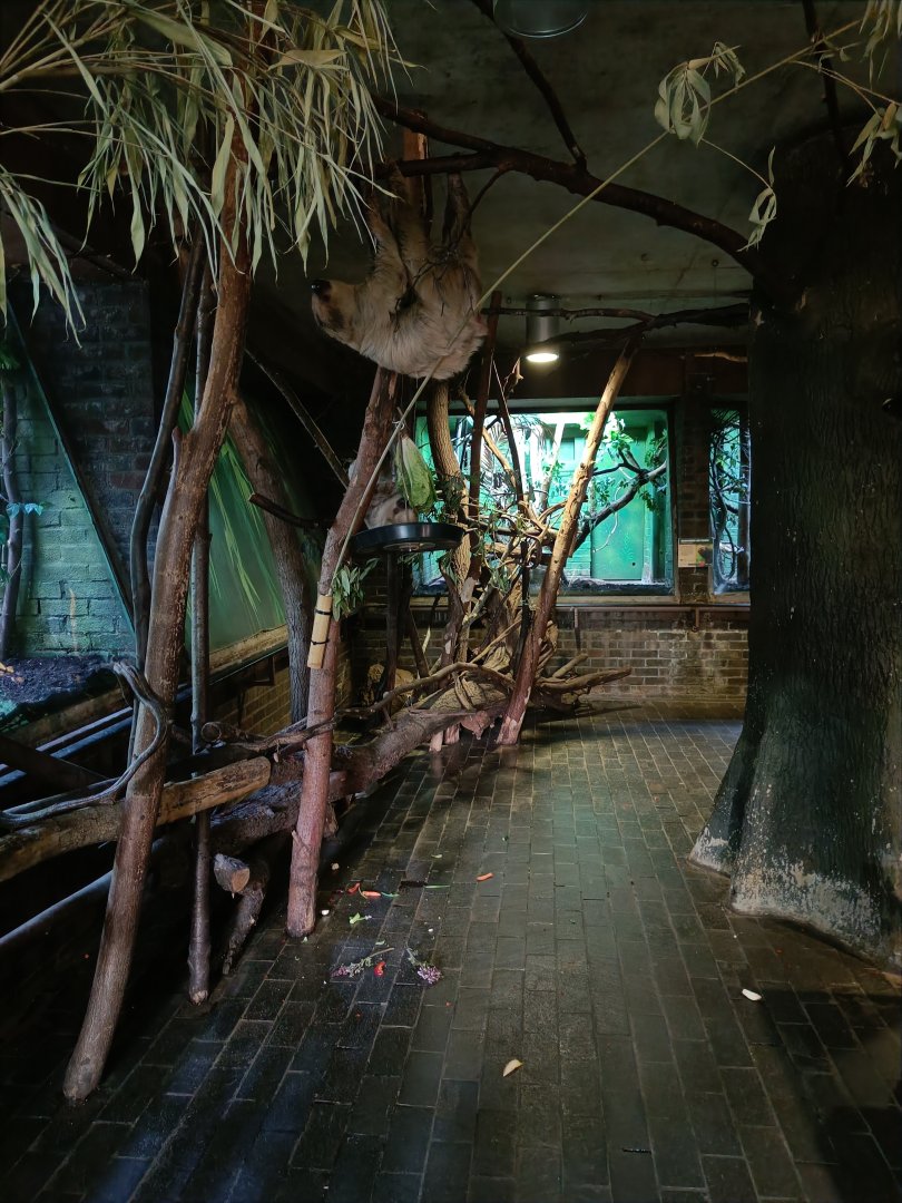 Two-toed Sloth mother and baby in Rainforest Life