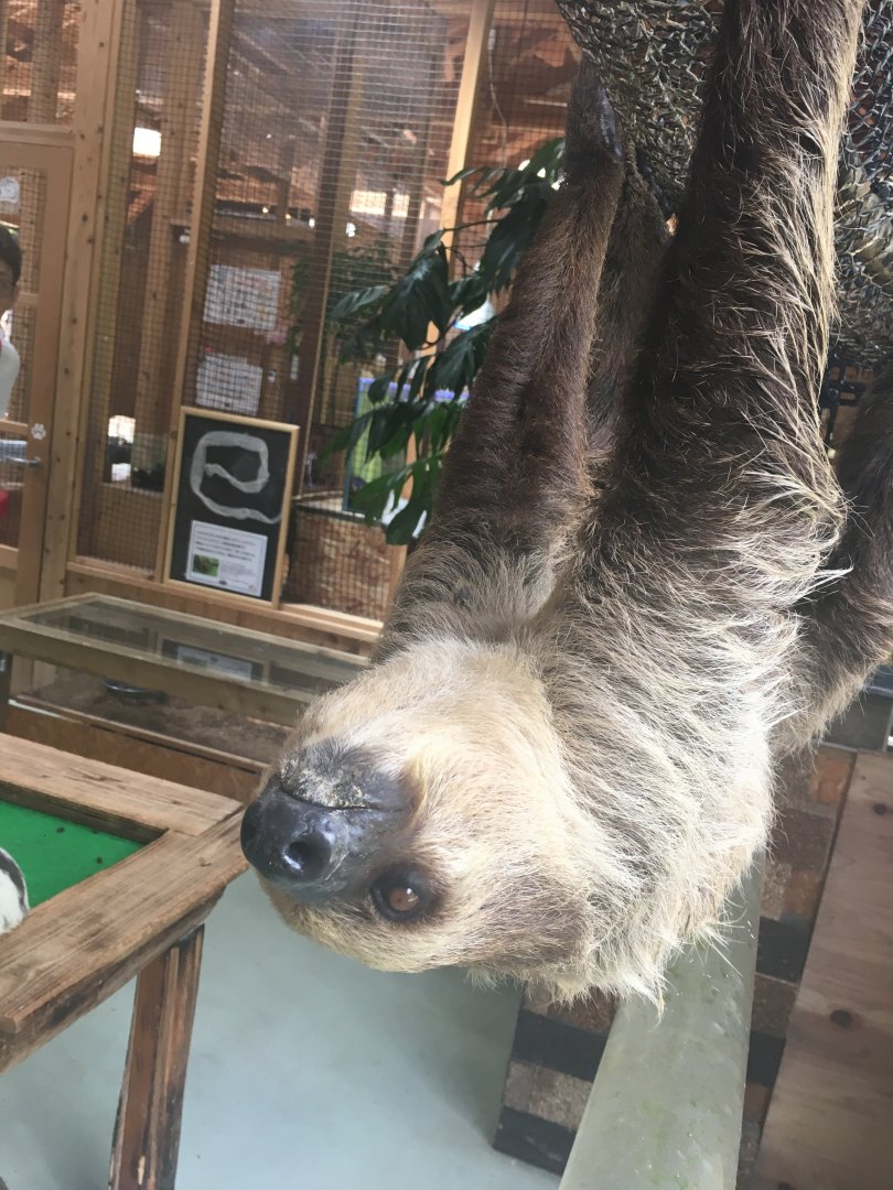 Two toed sloth- Nagasaki Bio Park