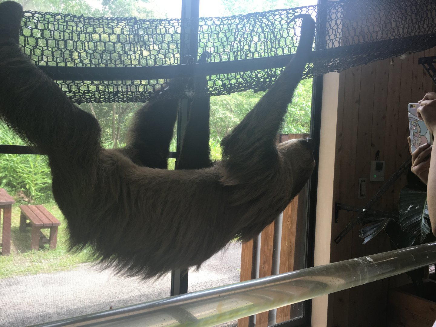 Two toed sloth- Nagasaki Bio Park