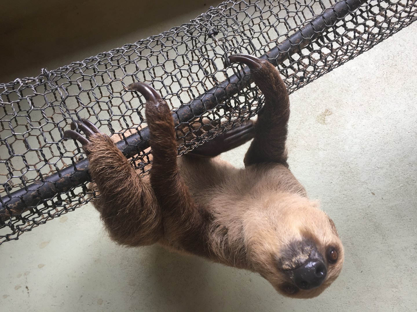Two toed sloth- Nagasaki Bio Park