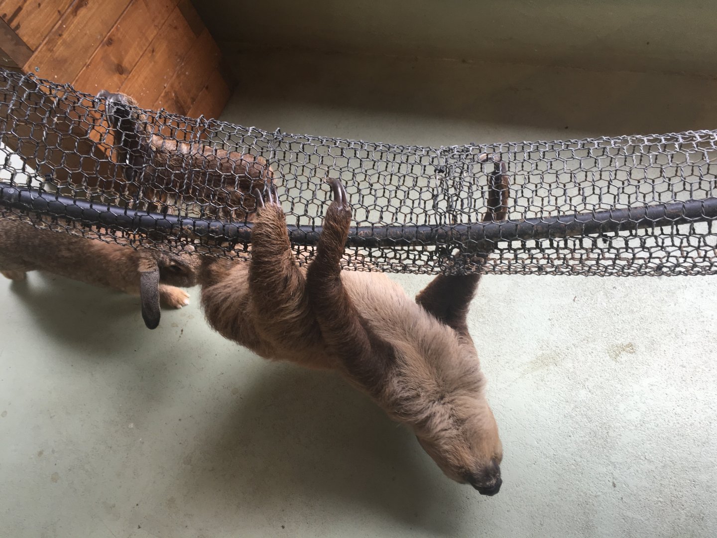 Two-toed sloth- Nagasaki Bio Park