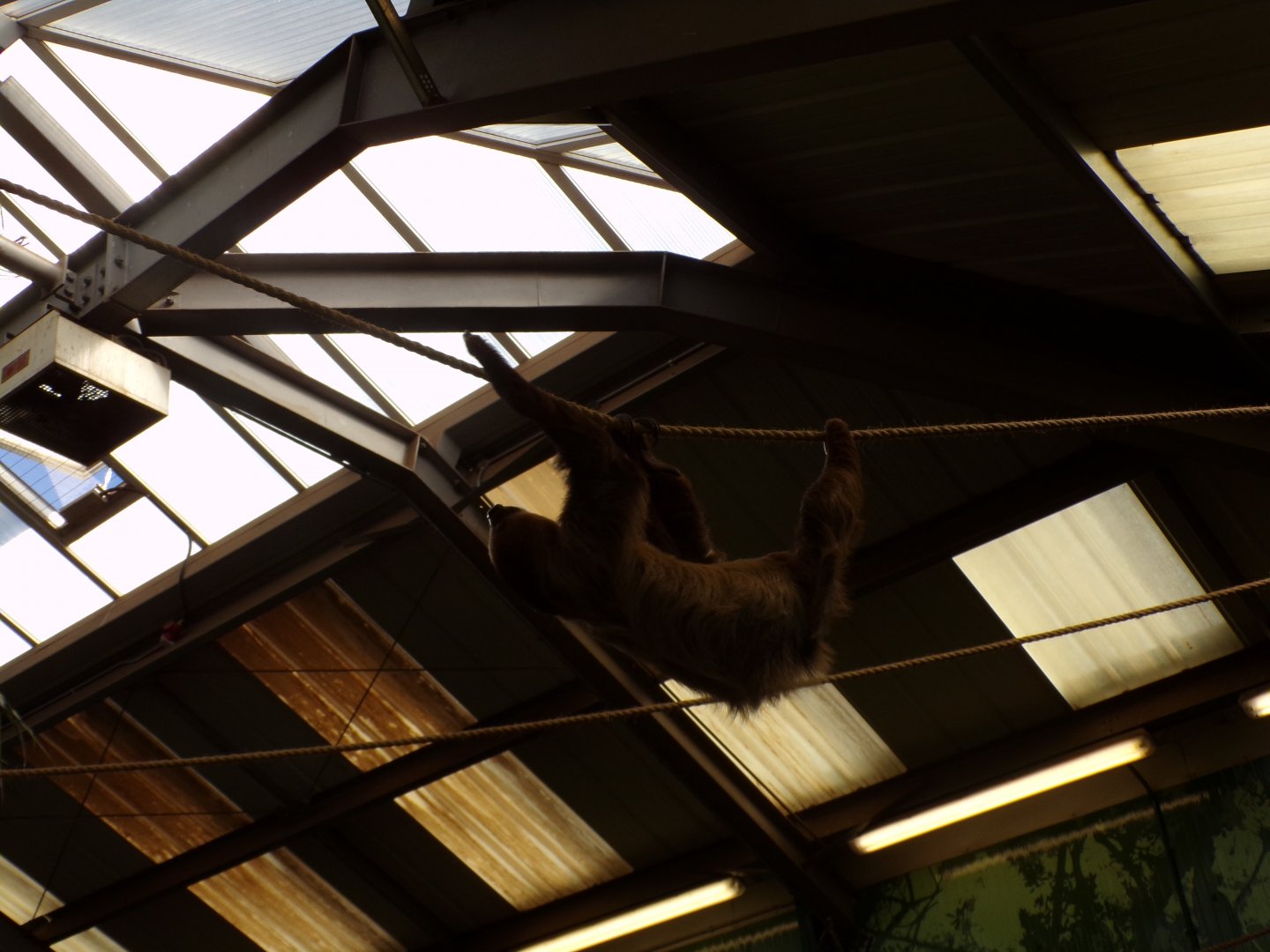 Two toed sloth “Nico” 9.9.23