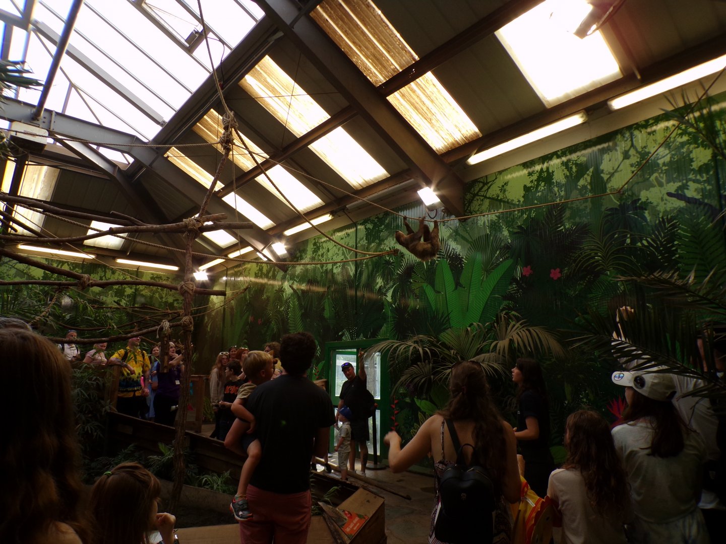 Two toed sloth “Nico” climbing overhead 9.9.23