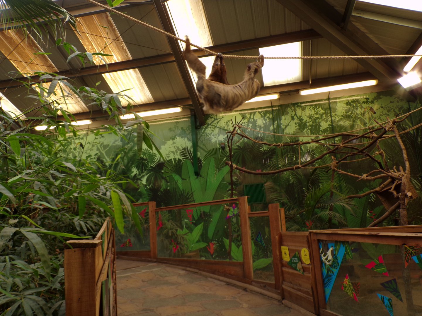 Two toed sloth “Nico” climbing overhead 9.9.23