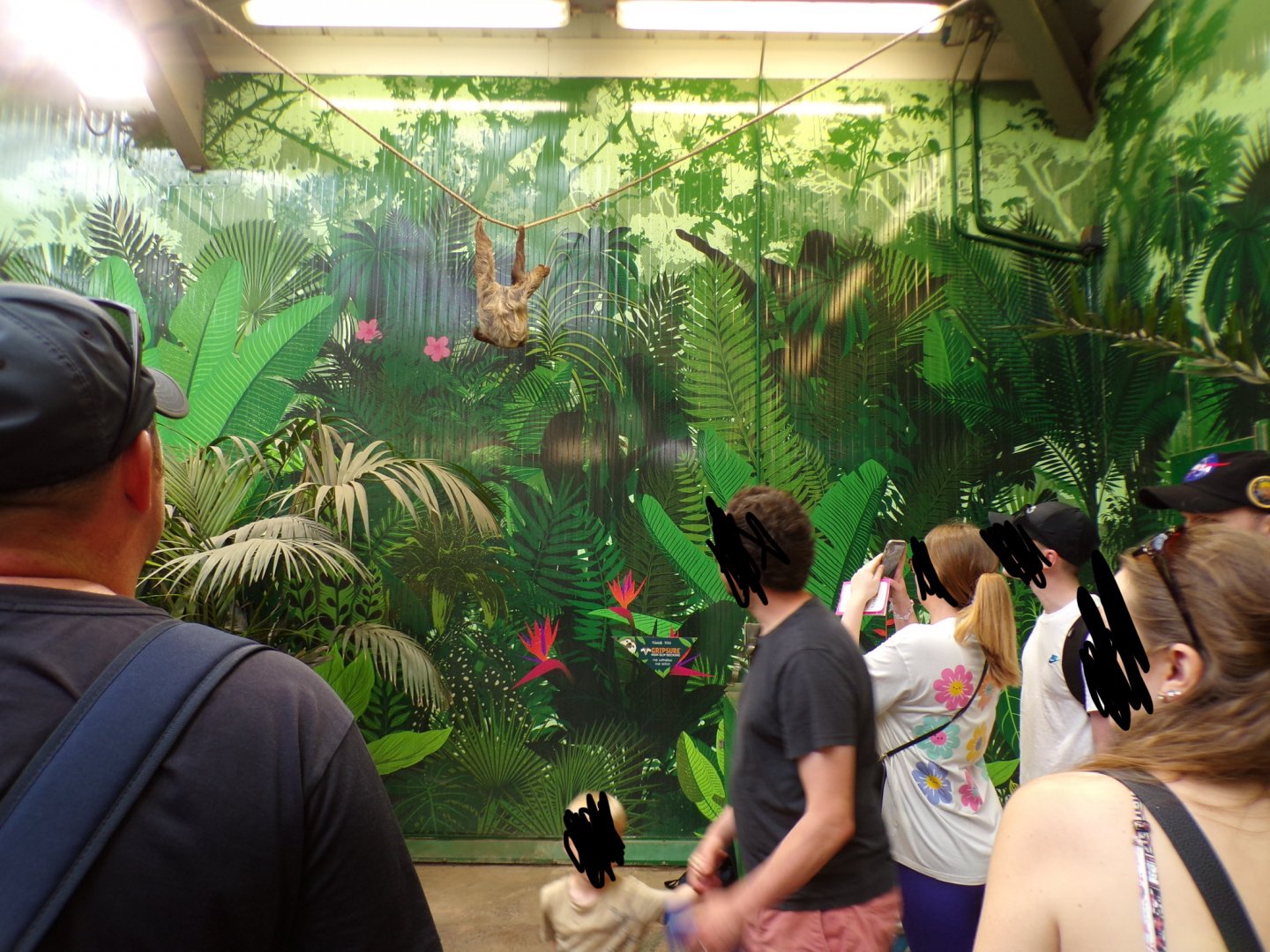 Two toed sloth “Nico” climbing overhead
