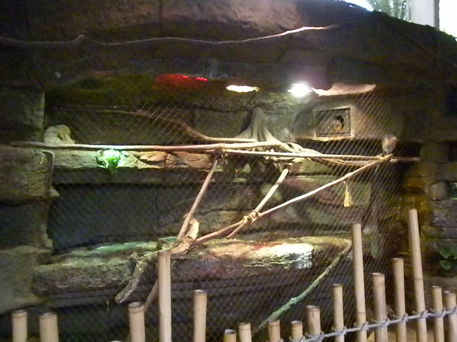 Two-Toed Sloth, Night monkey, Boat-billed Heron exhibit