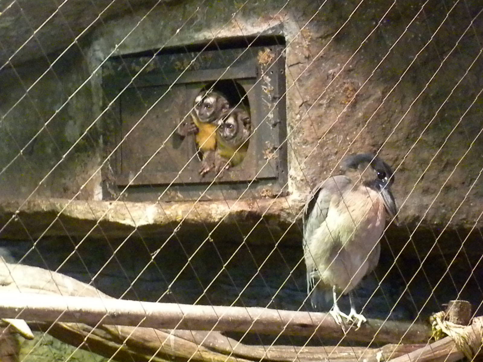 Two-Toed Sloth, Night monkey, Boat-billed Heron exhibit