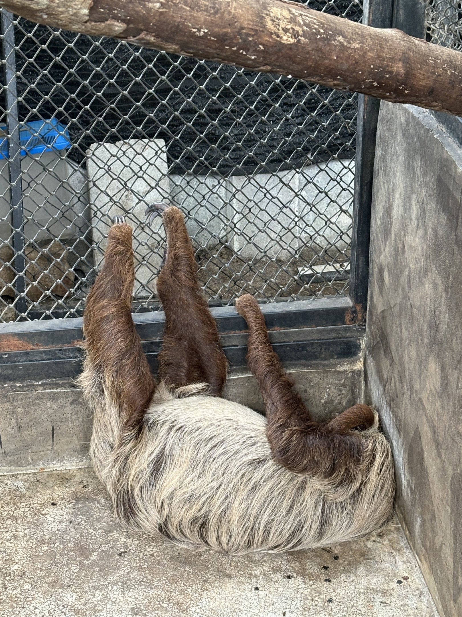 Two-toed Sloth (on ground) - Lanna Mini Zoo