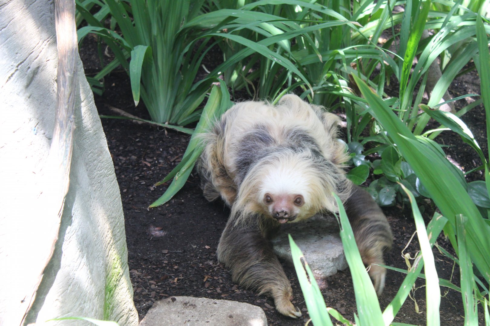Two-Toed Sloth On The Ground