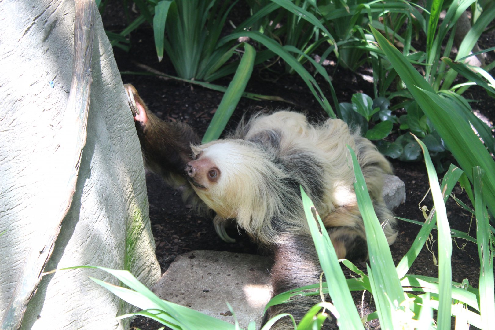 Two-Toed Sloth On The Ground