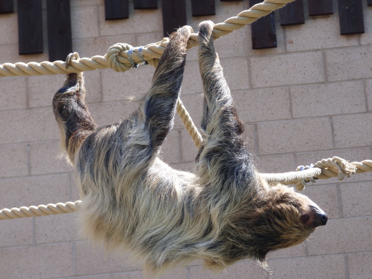 Two Toed Sloth Outside