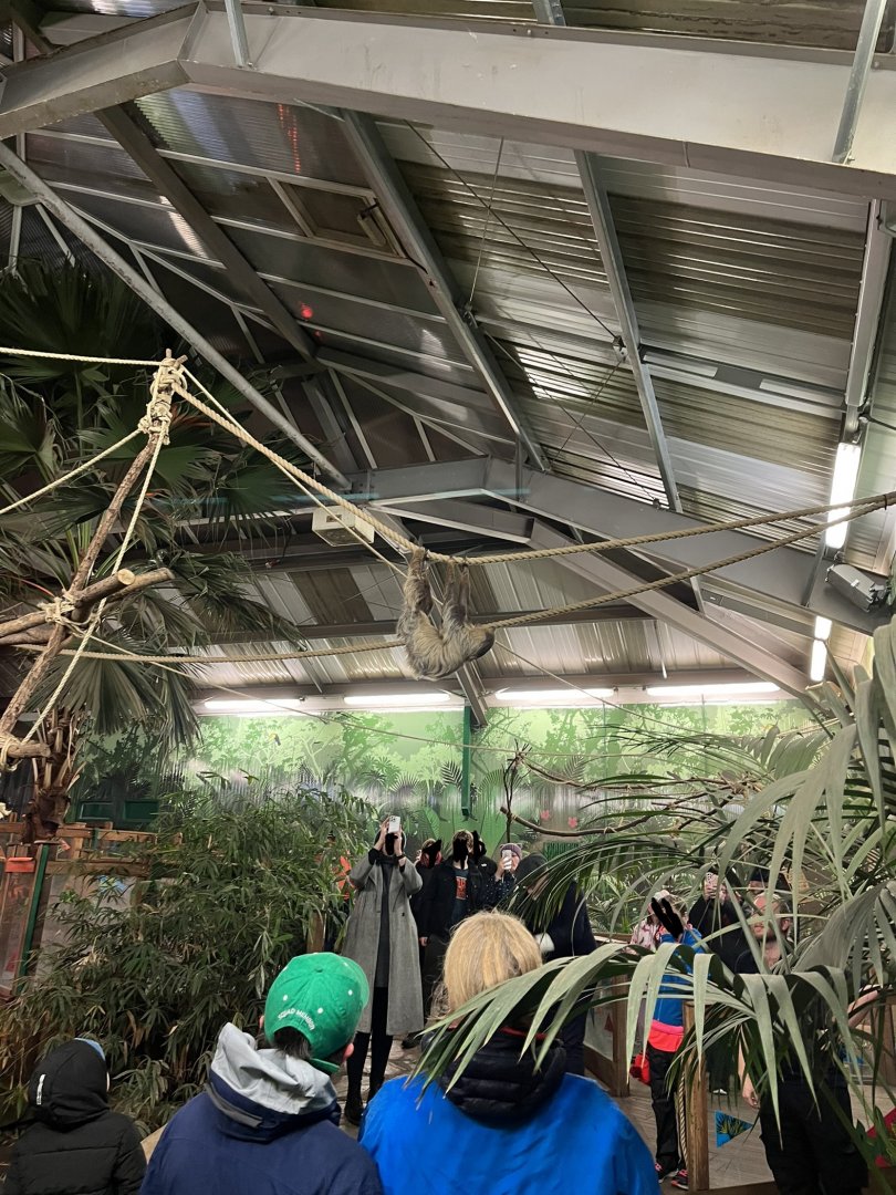 Two toed sloth overhead 29.10.23