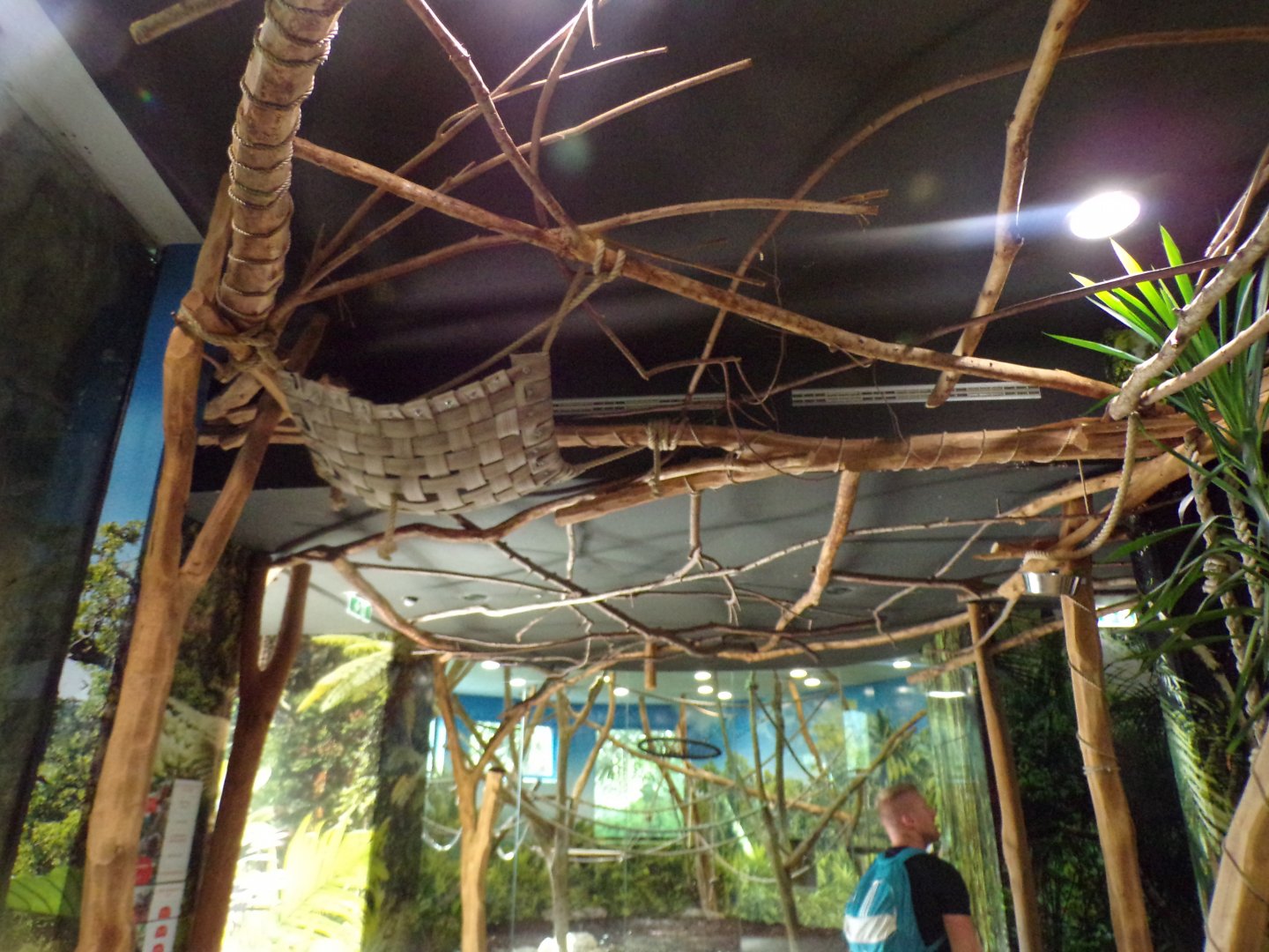 Two-toed sloth overhead climbing in Gibbon house 13.7.25