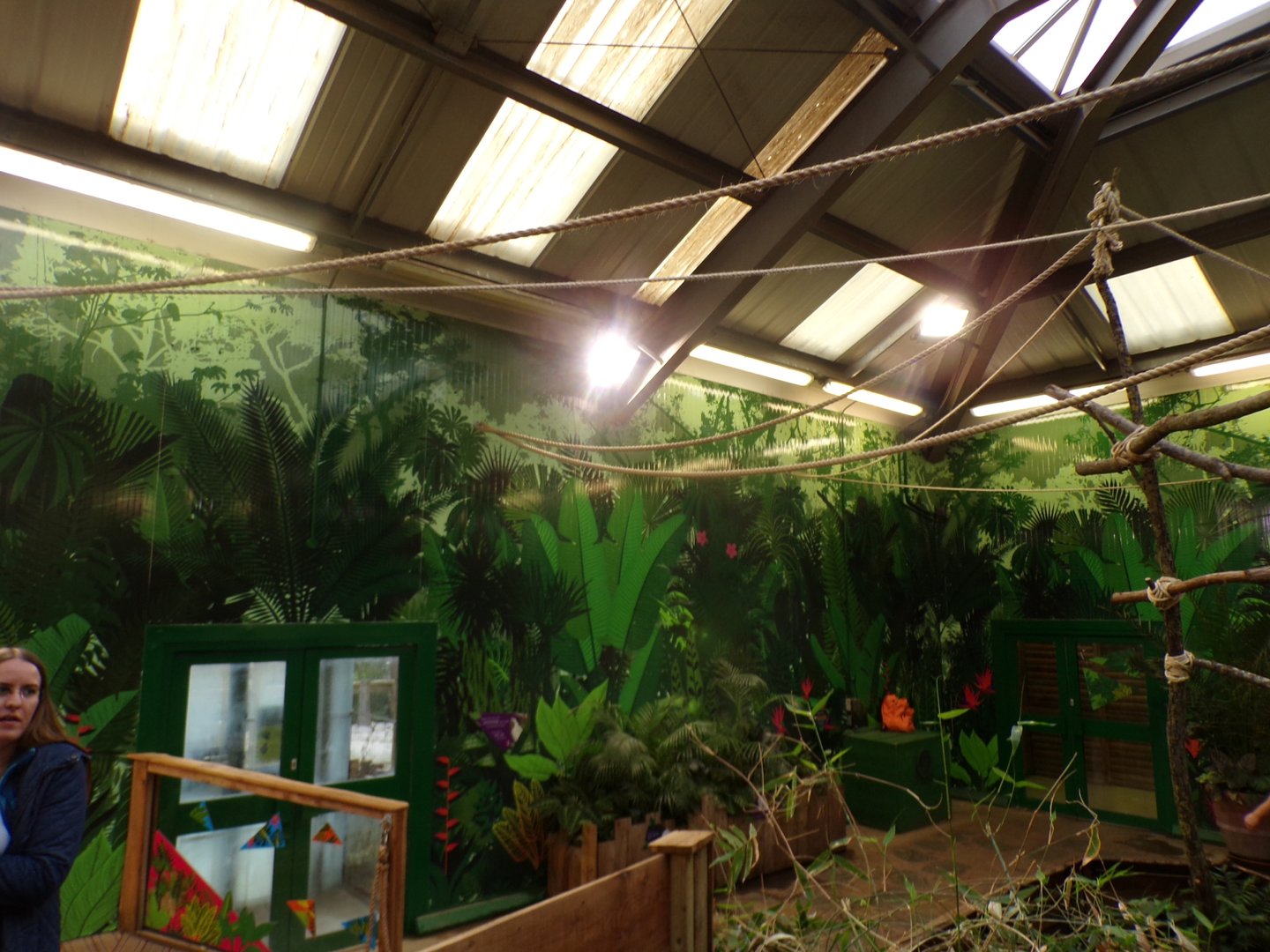 Two toed sloth overhead ropes