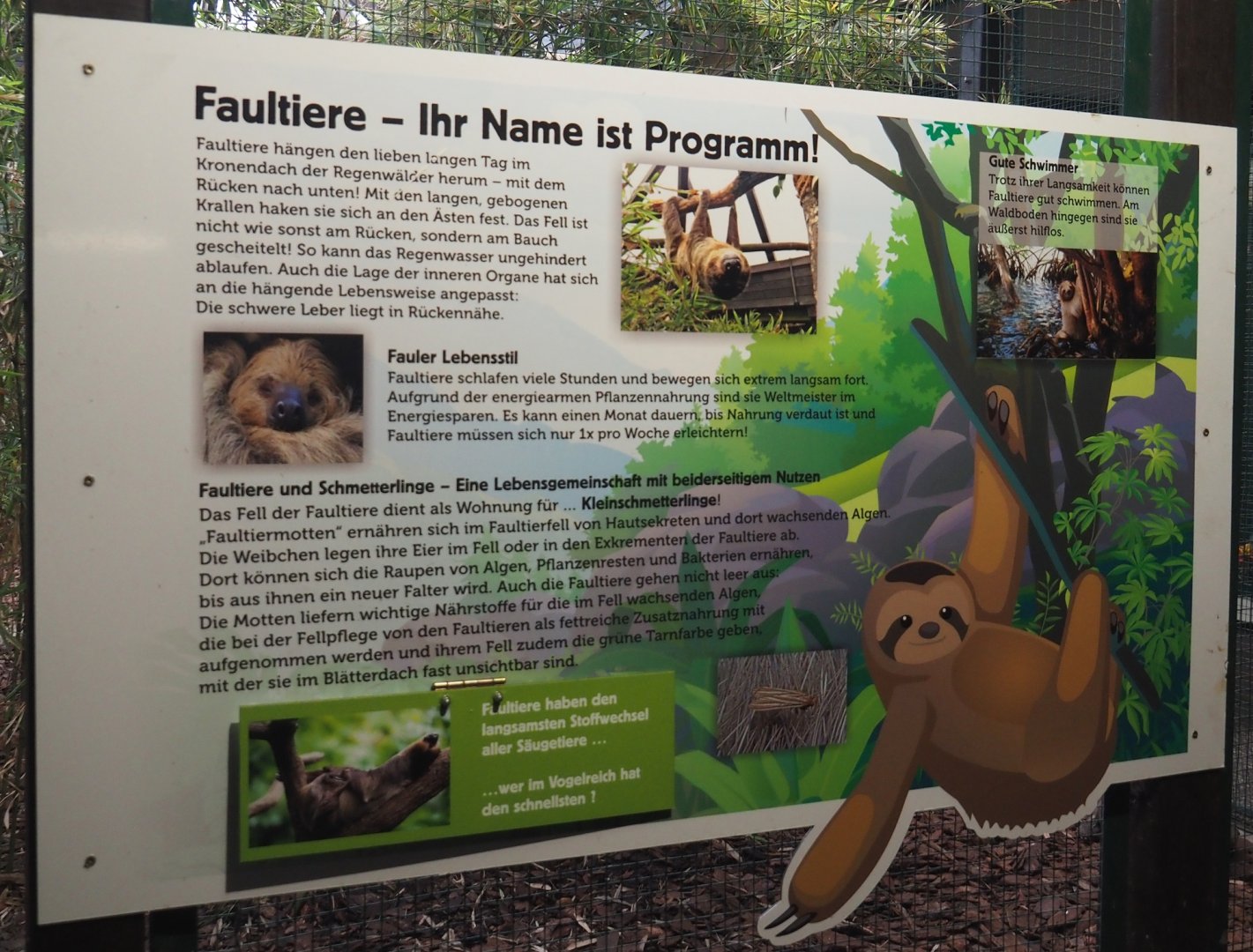 Two-toed sloth signage, 2024-05-22