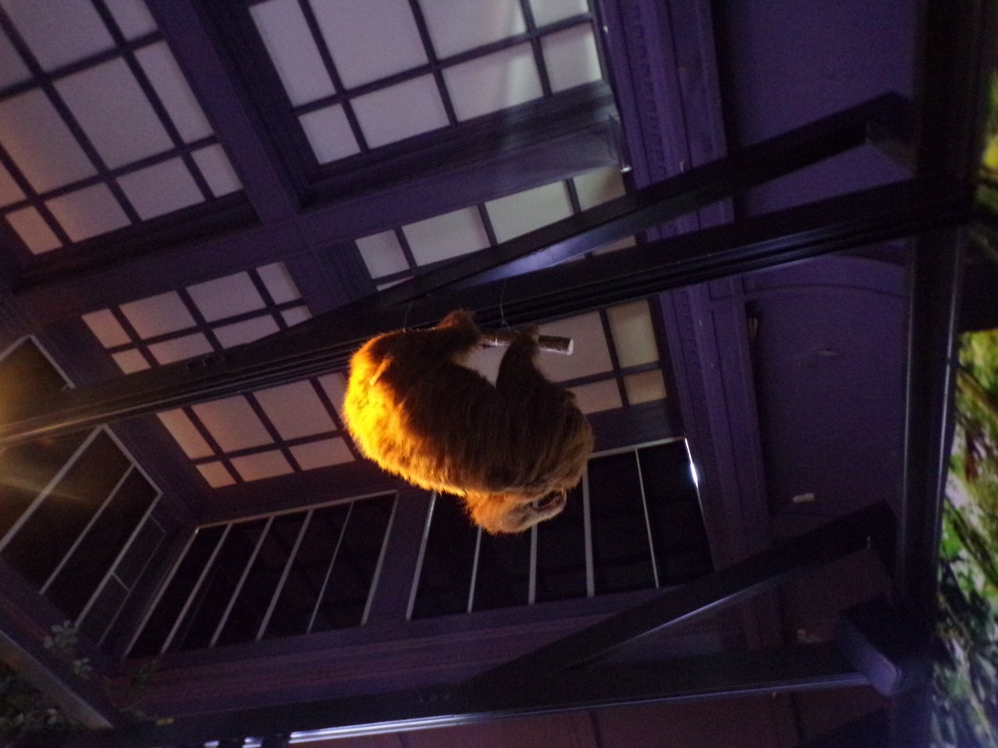 Two-toed sloth (taken at Kelvingrove museum) 12.2.24