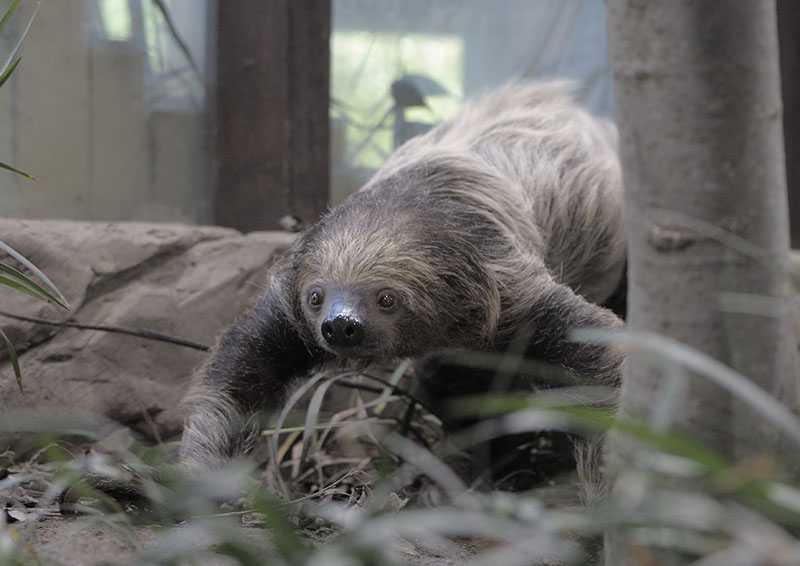 Two-toed sloth walking on the ground
