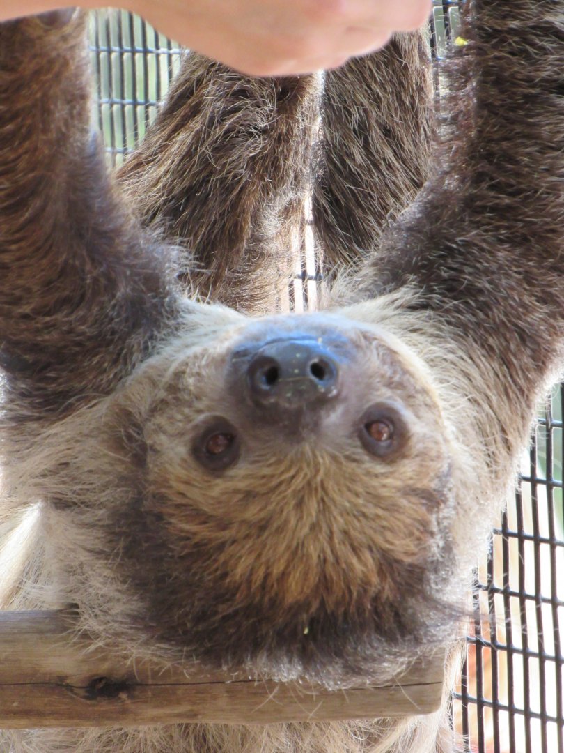 Two toed sloth - Wild Florida