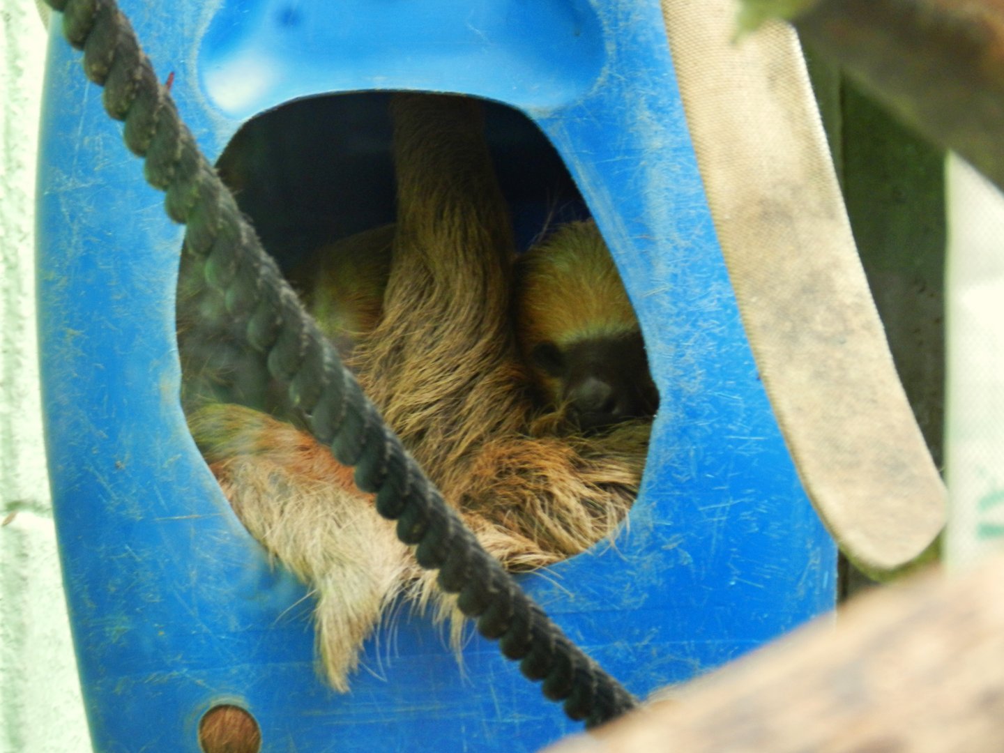 Two-toed sloth - Zoo São Paulo