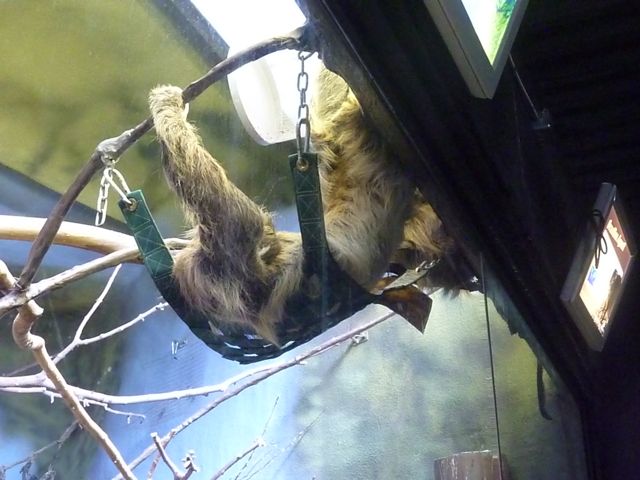 Two-Toed Sloth