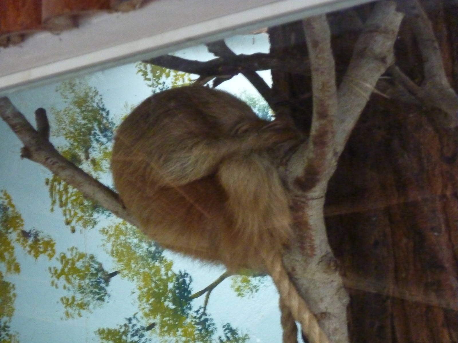 Two-toed sloth