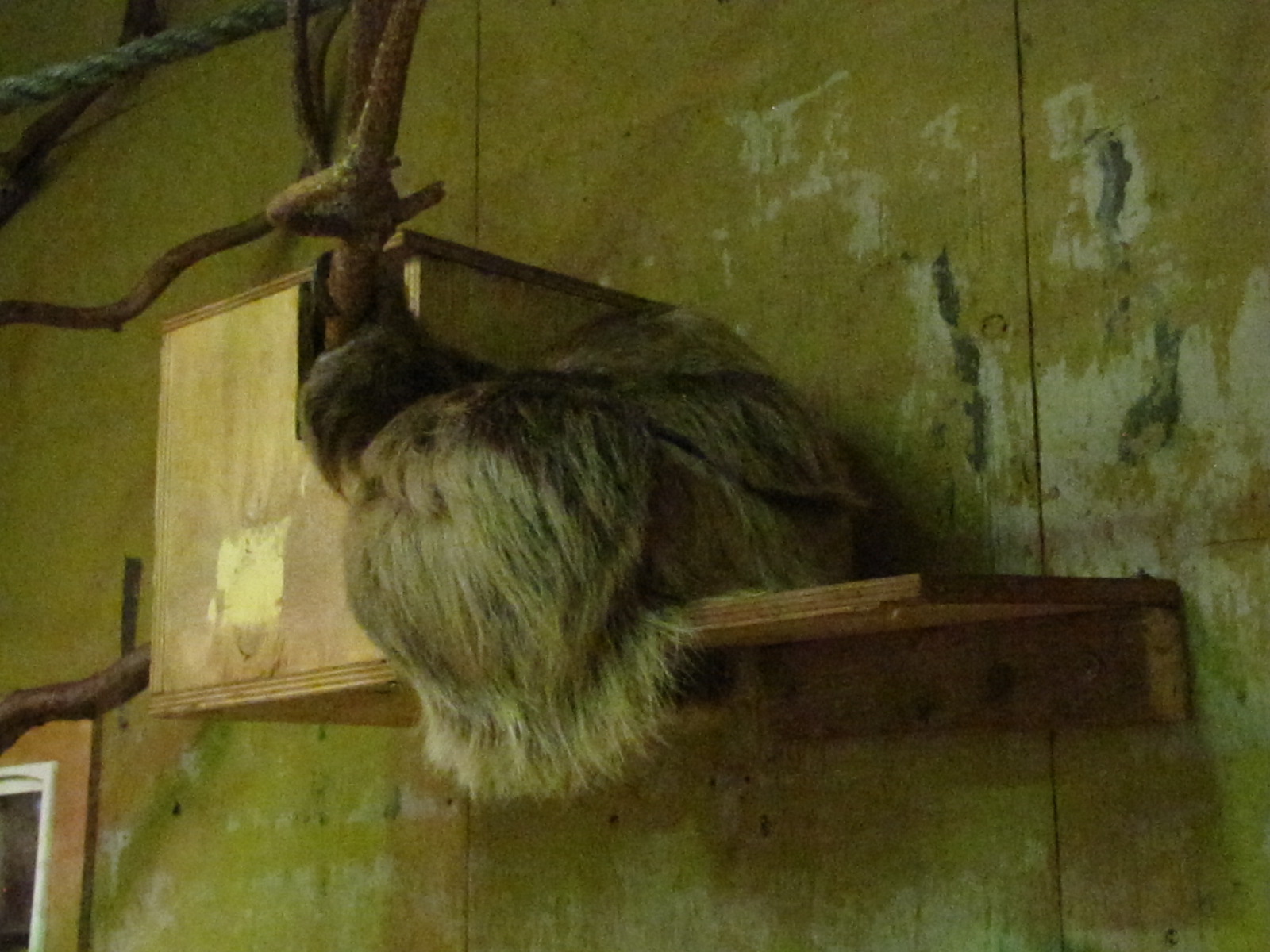 Two toed sloth