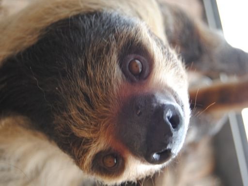 Two-toed-sloth