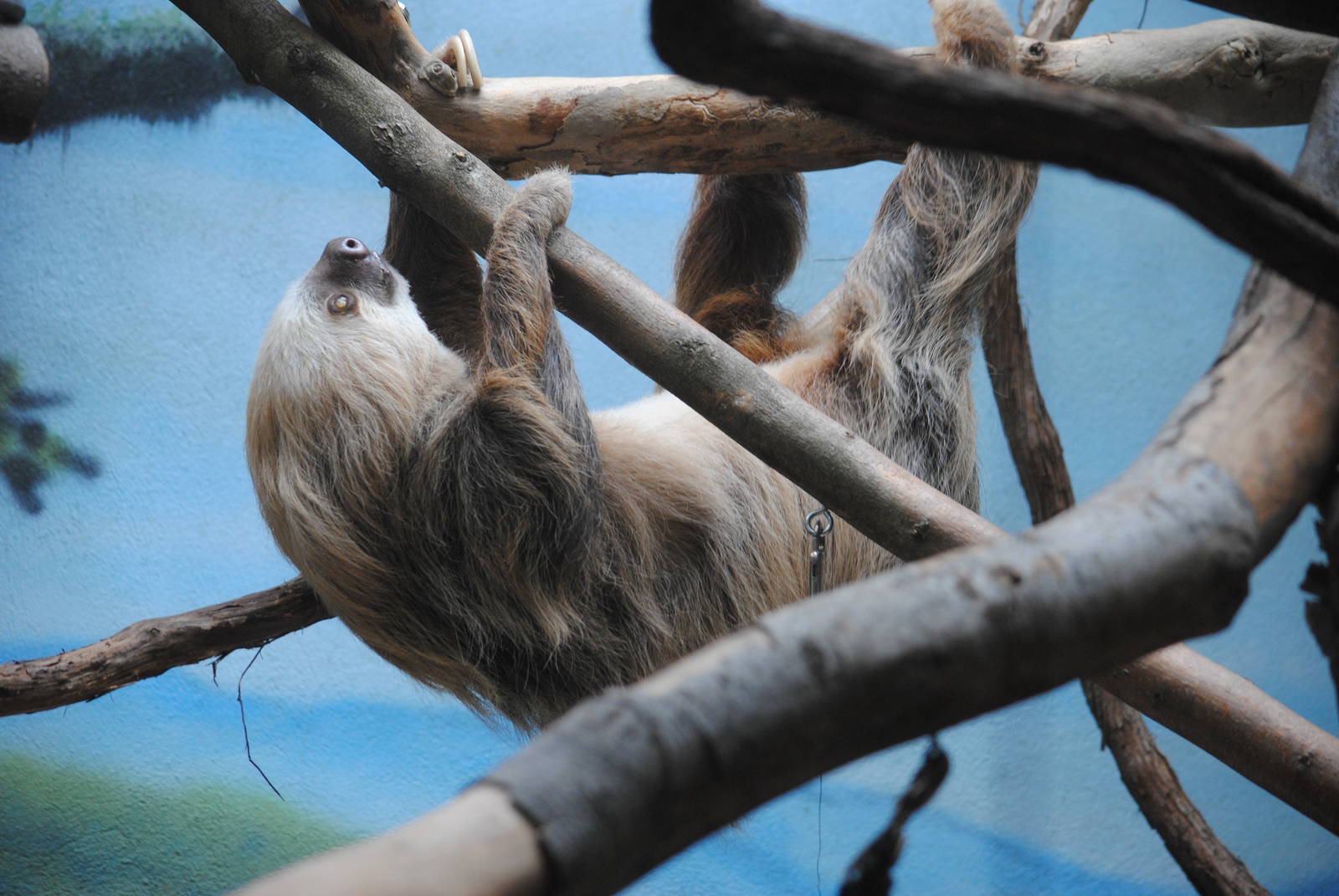 Two-toed Sloth