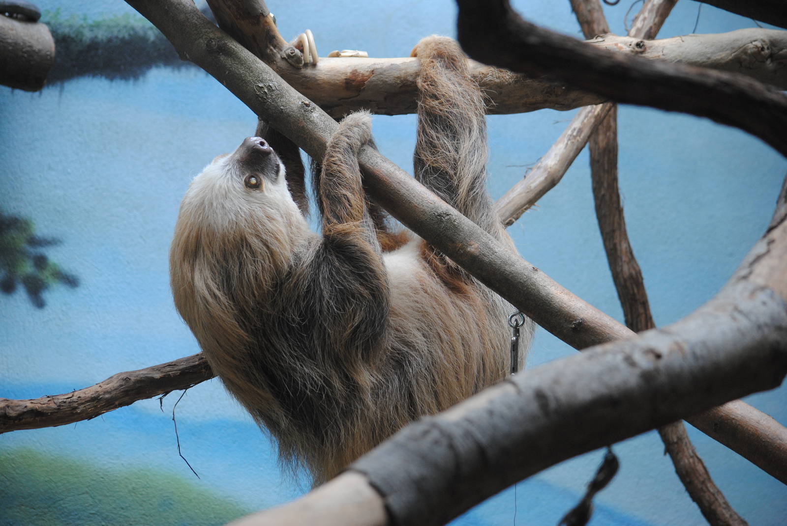 Two-toed Sloth